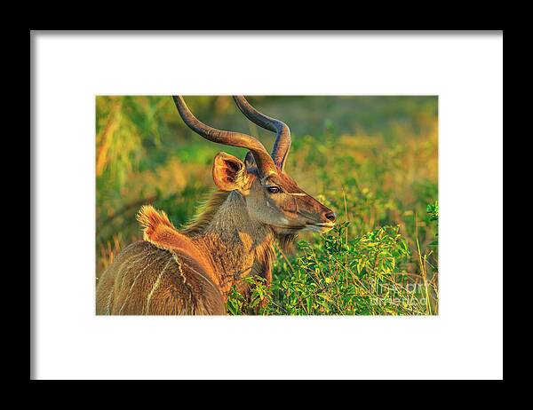 Kudu Framed Print featuring the photograph Kudu Male Portrait by Benny Marty