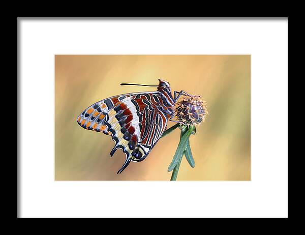 Butterfly Framed Print featuring the photograph La Mariposa Del Madroo by Jimmy Hoffman