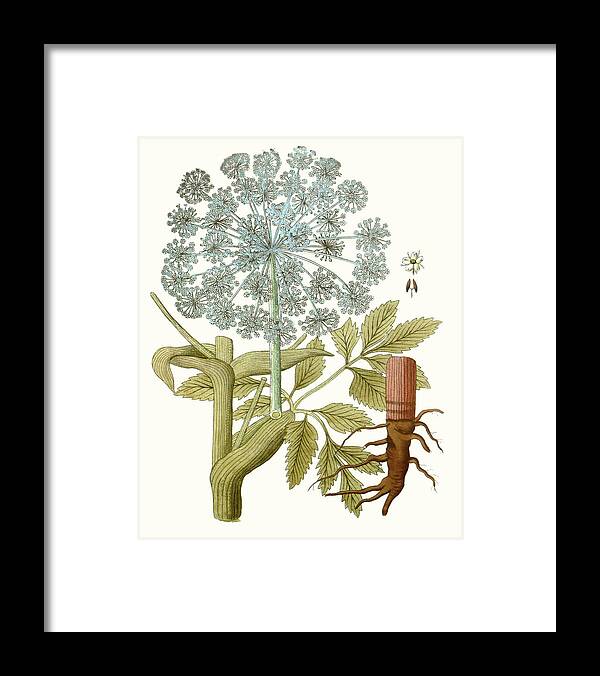 Botanical Framed Print featuring the painting Lacy Leaves IIi by Unknown