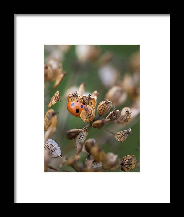 Nature Framed Print featuring the photograph Lady bird / lady bug in flower seed head by Anita Nicholson