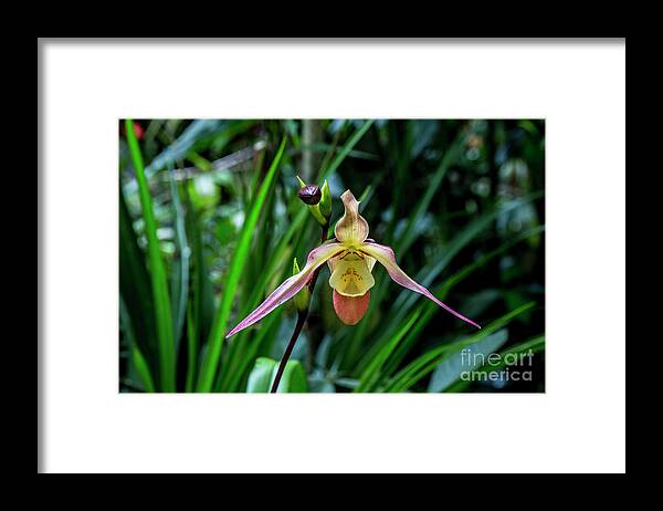 Ecuador Framed Print featuring the photograph Lady Slipper by Kathy McClure