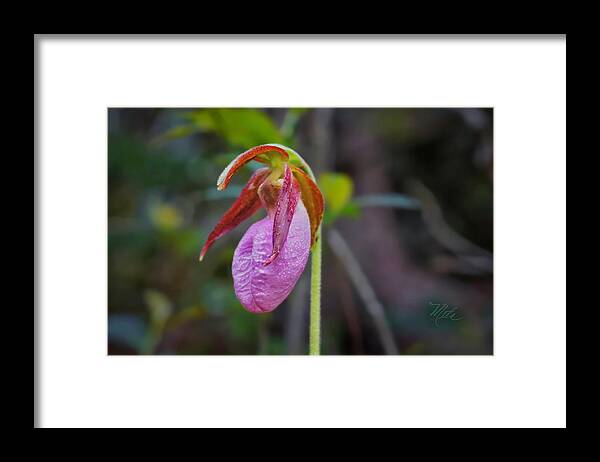 Macro Photography Framed Print featuring the photograph Lady Slipper Orchid by Meta Gatschenberger