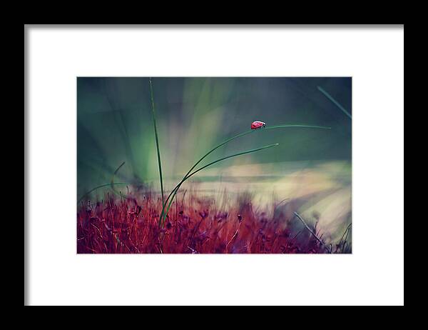 Ladybug Framed Print featuring the photograph Ladybird by Janini (zhana Topchieva)