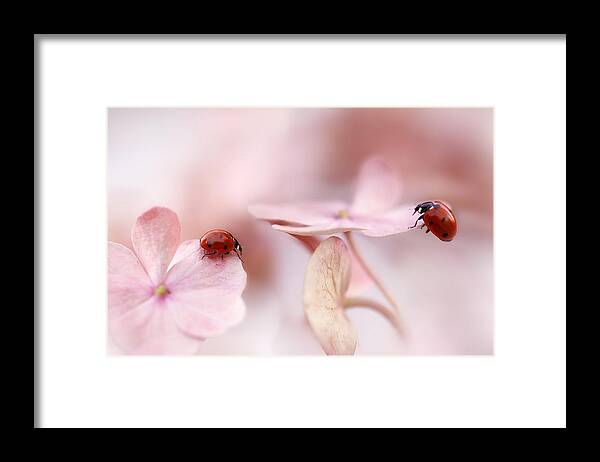 Pink Framed Print featuring the photograph Ladybirds With Pink Hydrangea by Ellen Van Deelen