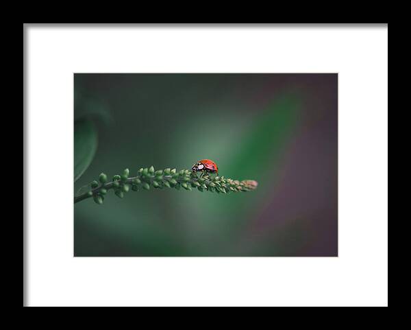 Ladybug Framed Print featuring the photograph Ladybug on Butterfly Bush by Lori Rowland