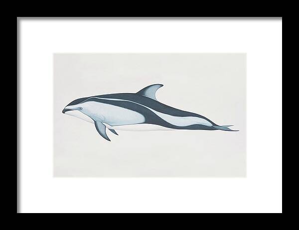 White Background Framed Print featuring the digital art Lagenorhynchus Obliquidens, Pacific by Martin Camm