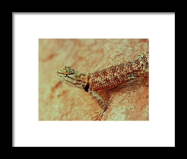 Travel Framed Print featuring the photograph Lake Powell Lizard by Karen Stansberry