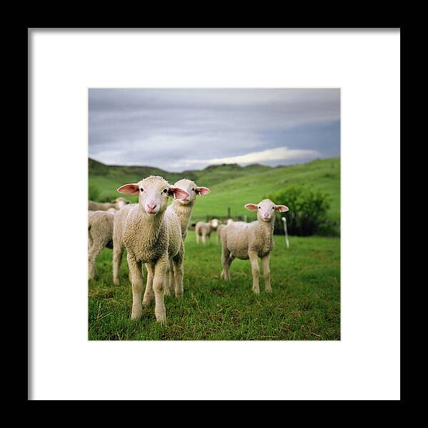 Grass Framed Print featuring the photograph Lambs In Wyoming by Danielle D. Hughson