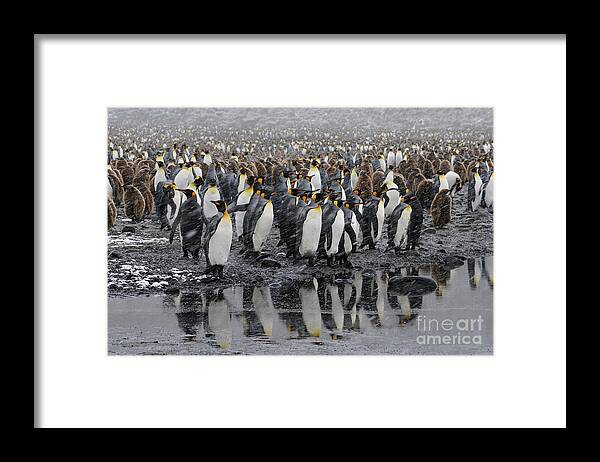 Salisbury Plain Framed Print featuring the photograph Reflection of King Penguins in Water on South Georgia Island by Tom Schwabel