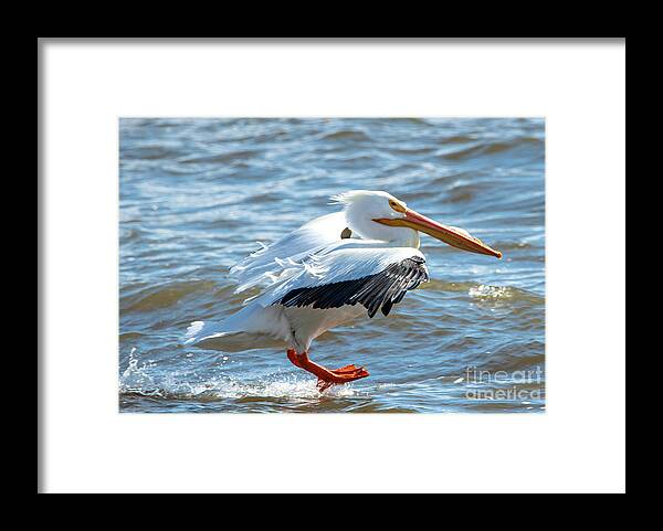 Pelican Framed Print featuring the photograph Landing Gear Down on Pelican by Sandra J's