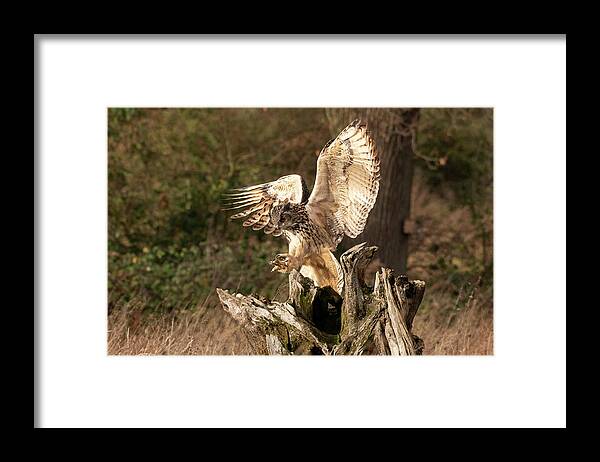 Owl Framed Print featuring the photograph Landing by Mark Hunter