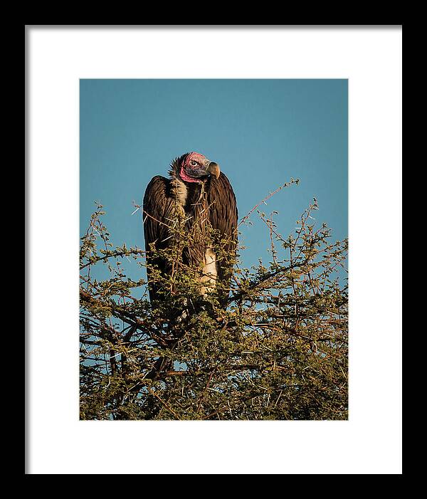 Vulture Framed Print featuring the photograph Lappet-faced Vulture 1 by Claudio Maioli