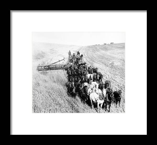Horse Framed Print featuring the photograph Large Team Of Horses Pulling Thresher by Bettmann