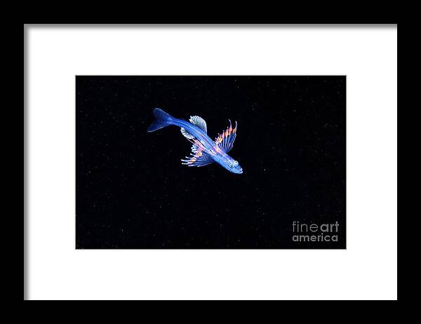 Animal Framed Print featuring the photograph Larval Stage Of A Fish by Alexander Semenov/science Photo Library