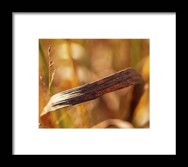 Grass Framed Print featuring the photograph Nature Photography - Grass by Amelia Pearn