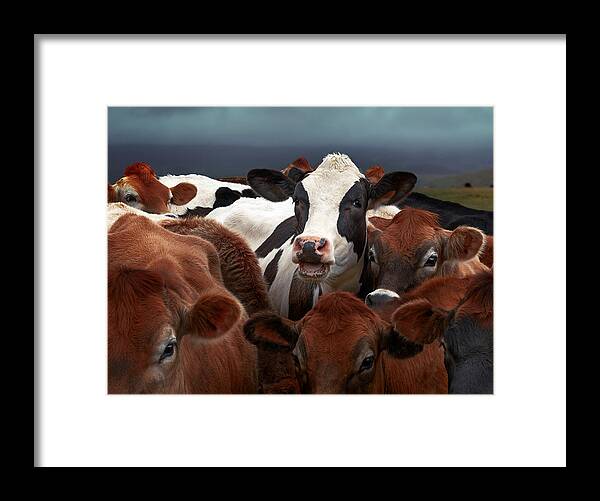 Cow Framed Print featuring the photograph Laughing Cow by Gary Perlow