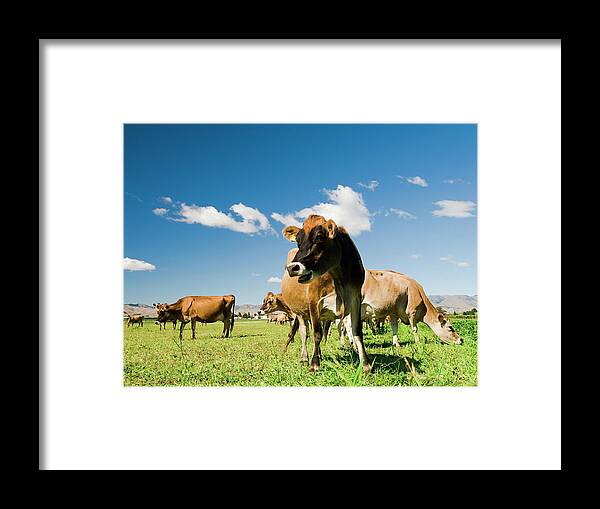Grass Framed Print featuring the photograph Laughing Cow by Georgeclerk