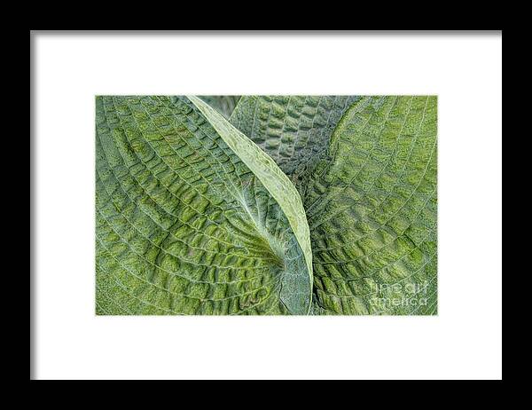 Abstracts Framed Print featuring the photograph Laughing Leaves by Marilyn Cornwell