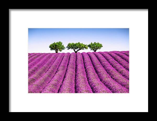 Lavender Framed Print featuring the photograph Lavender and trees uphill. Provence, France by Stefano Orazzini