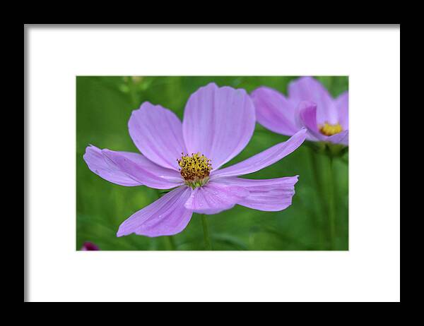 Flower Framed Print featuring the photograph Lavender Bloom by Mary Anne Delgado