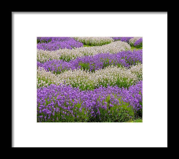 Flowers Framed Print featuring the photograph Lavender Field by Susan Rydberg