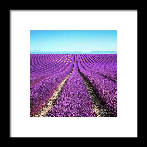 Scenics Framed Print featuring the photograph Lavender Flower Blooming Fields Endless by Stevanzz