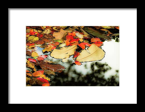 Tree Framed Print featuring the photograph Lay Gentle in Splendour by Christopher Maxum