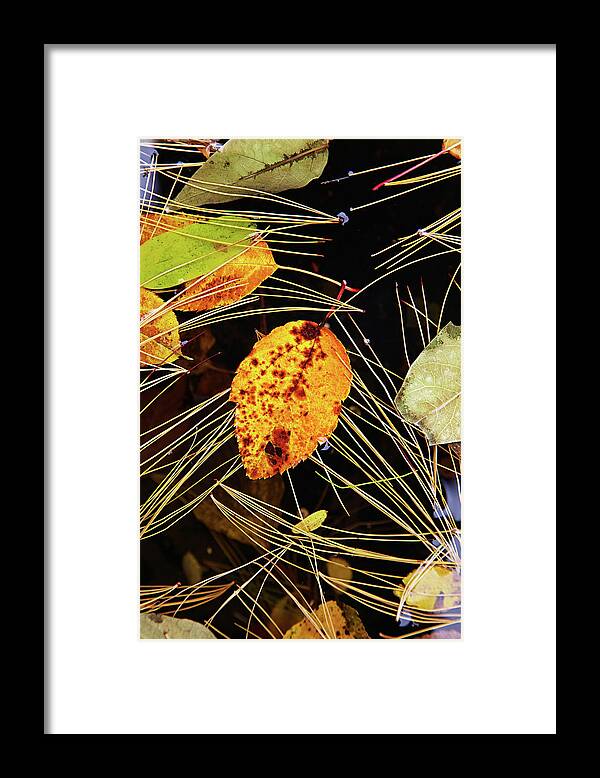 Garden Framed Print featuring the photograph Leaf in pond by Garden Gate magazine