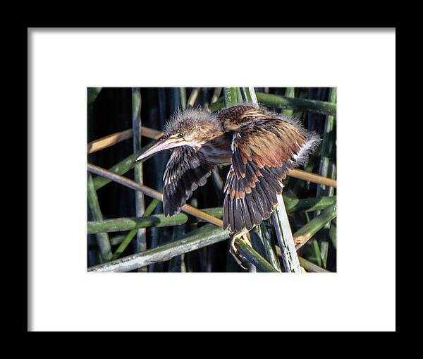 Least Bittern Framed Print featuring the photograph Least Bittern Juvenile 9292-062519 by Tam Ryan