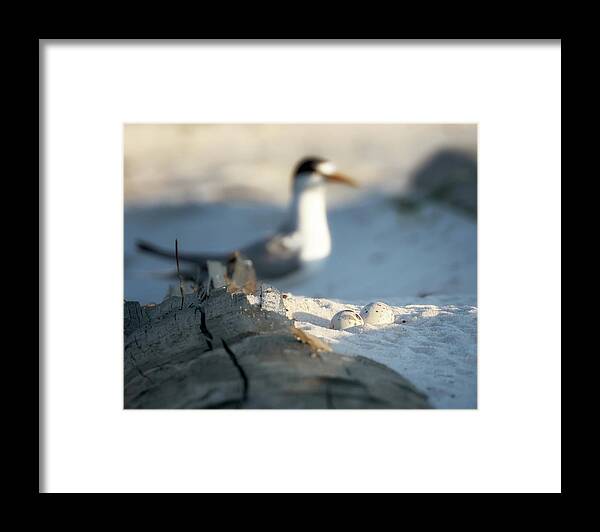 Least Tern Framed Print featuring the photograph Least Tern Eggs by Susan Rissi Tregoning