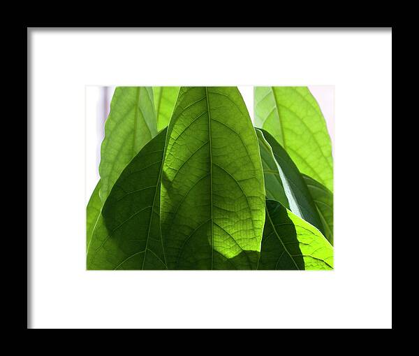 Avocado Framed Print featuring the photograph Leaves Of A Avocado Tree by Byba Sepit