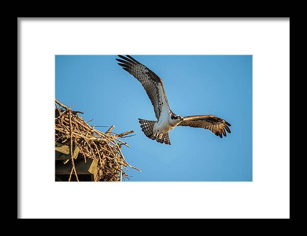 Nature Framed Print featuring the photograph Leaving The Nest by Cathy Kovarik