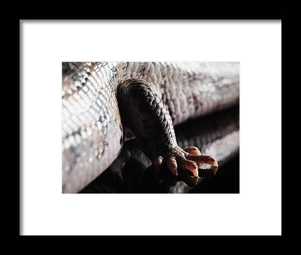 Copenhagen Framed Print featuring the photograph Leg Of Bluetongue Lizard by Henrik Sorensen