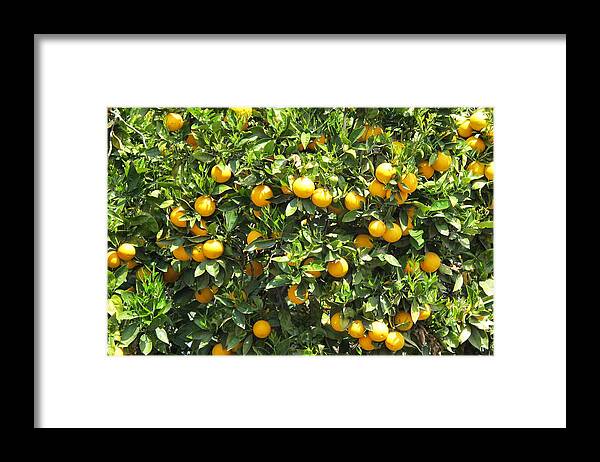 Lemons Framed Print featuring the photograph Lemon Tree by Laura Smith