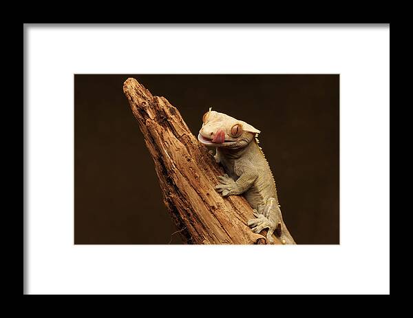 Animal Framed Print featuring the photograph Leopard Gecko by David Bennion