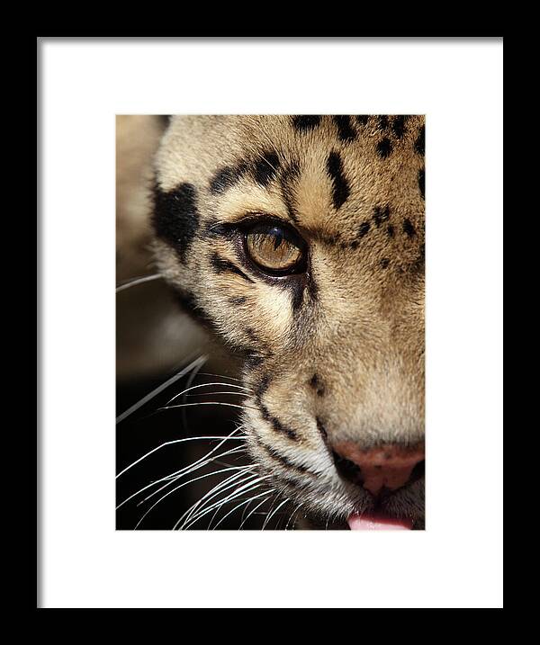 Big Cat Framed Print featuring the photograph Leopard Portrait by Gp232