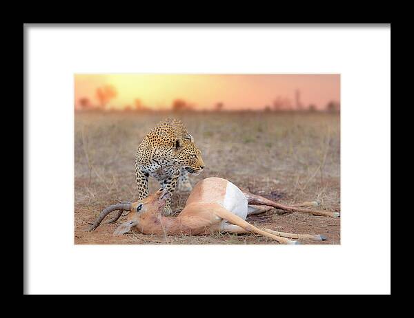 Leopard Framed Print featuring the photograph Leopard With A Kill by Ozkan Ozmen   I   Big Lens Adventures