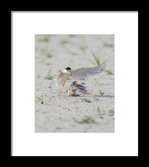 Bird Framed Print featuring the photograph Let Me Help by Susan Rissi Tregoning