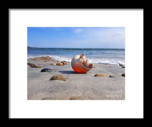 Shell Framed Print featuring the photograph Let The Sunshine In/ Inner Peace by Dani McEvoy