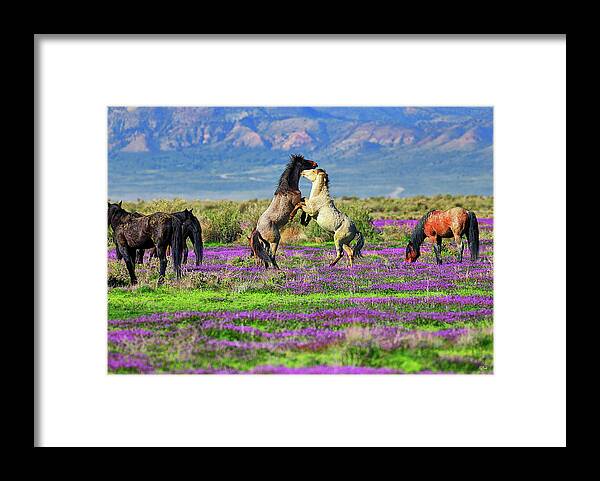 Horses Framed Print featuring the photograph Let's Dance by Greg Norrell