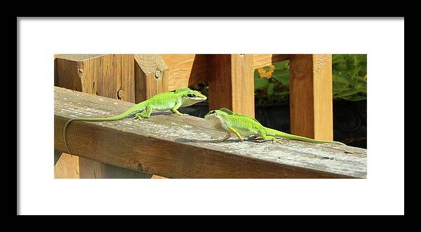 Animals Framed Print featuring the photograph Let's Rumble by Karen Stansberry