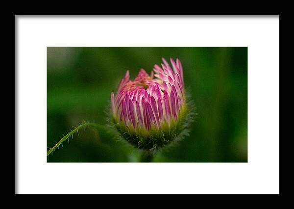 Flower Framed Print featuring the photograph Life Energy by Ivars Vilums