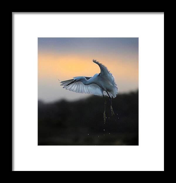 Egret Framed Print featuring the photograph Lift Off. by Robin Wechsler