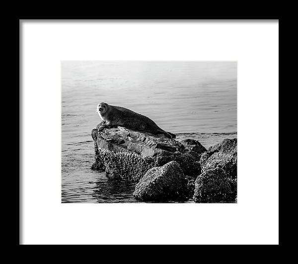 Harbor Seal Framed Print featuring the photograph Lifting Fog by Cathy Kovarik