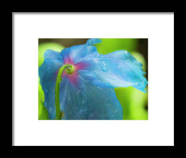Bloom Framed Print featuring the photograph Light Pink Scilla And Blue Forget by Sylvia Gulin