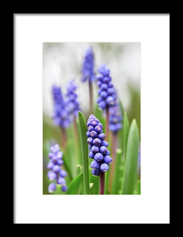 Finland Framed Print featuring the photograph Light spring tones. Grape hyacinth by Jouko Lehto