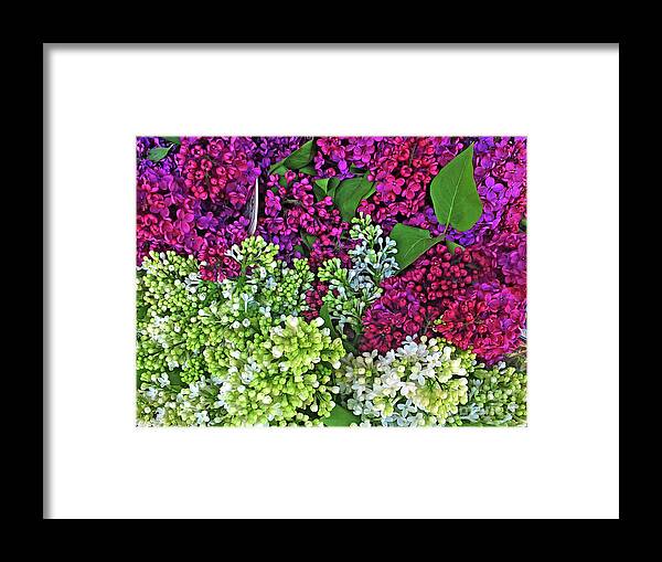Lilac Bouquet Framed Print featuring the photograph Lilac Bouquet by Jasna Dragun