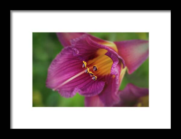 Summer Framed Print featuring the photograph Lilies by Allin Sorenson
