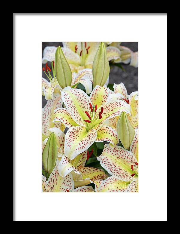 Lilium Tigermoon Framed Print featuring the photograph Lilium Tigermoon by Tim Gainey