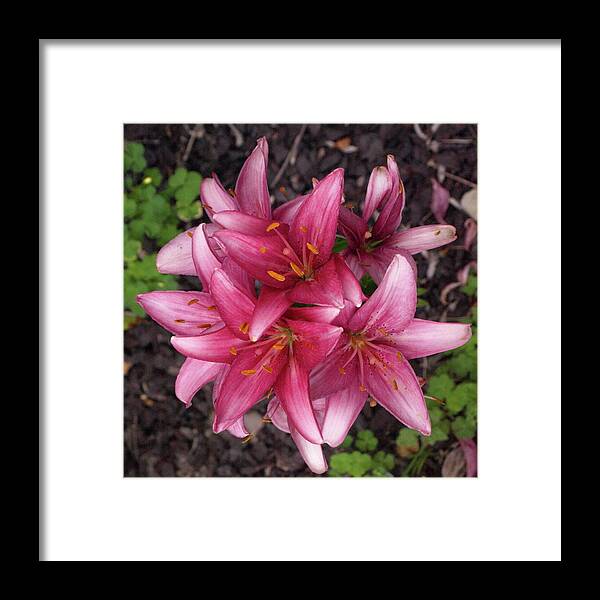 Lily Framed Print featuring the photograph Lilixplosion 7 by Jeffrey Peterson